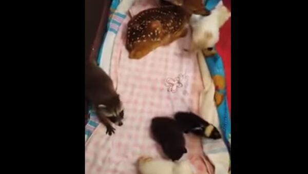 Hochatown Petting Zoo - Sputnik International