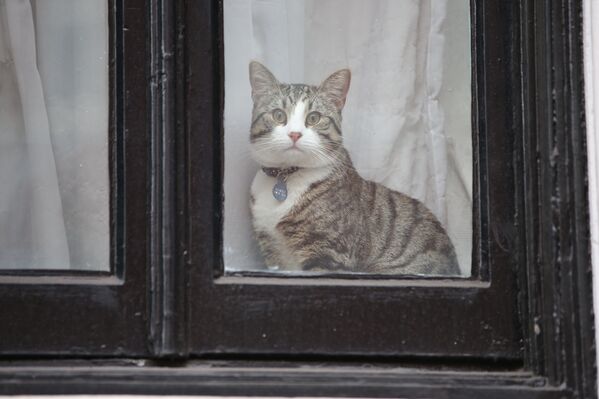 Embassy Cat: Assange's Mysterious Feline Companion - Sputnik International