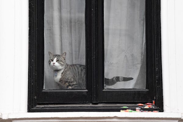 Embassy Cat: Assange's Mysterious Feline Companion - Sputnik International