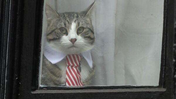 A cat dressed with a collar and tie looks out from a window of the Ecuadorian embassy in London - Sputnik International