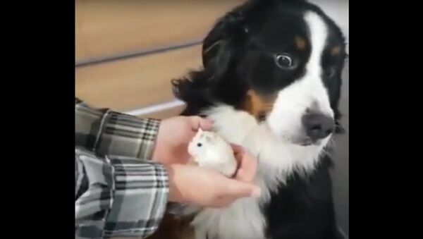 This dog's reaction to his owner's new hamster is hilarious 😂😂 - Sputnik International