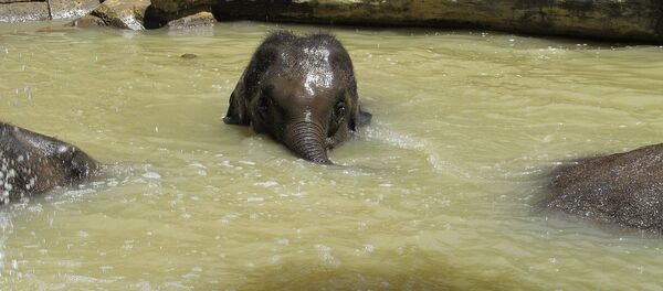 Elephant calf Elephant calf - Sputnik International