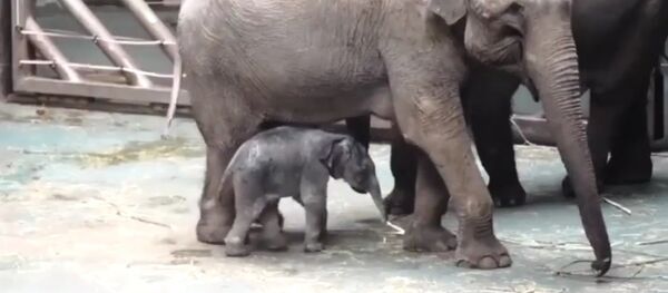 Baby Elephant Born in the Moscow Zoo Baby Elephant Born in the Moscow Zoo - Sputnik International