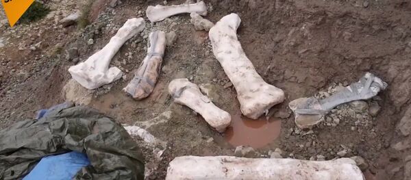 The Remains Of A Dinosaur Found By Spanish Paleontologists The Remains Of A Dinosaur Found By Spanish Paleontologists - Sputnik International