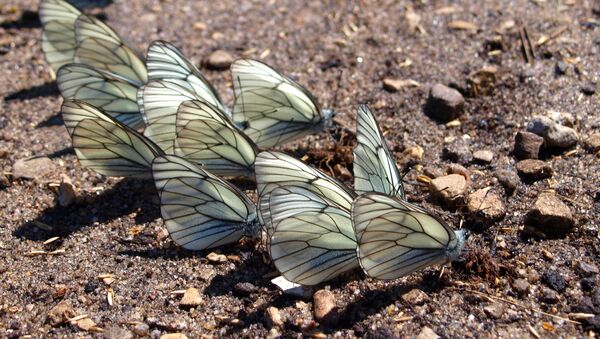 Black-veined white butterflies - Sputnik International