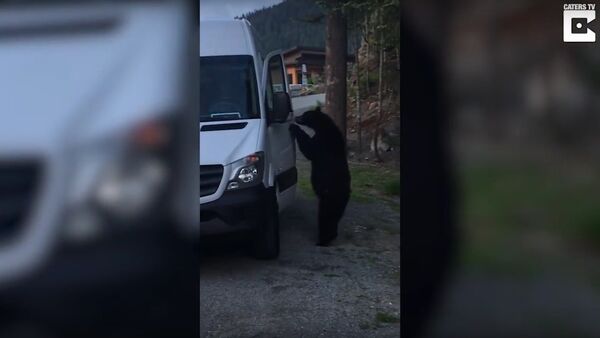 Hilarious Moment Bear Breaks Into Van - Sputnik International
