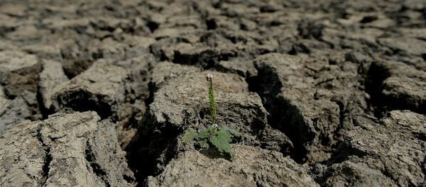A picture taken on September 11, 2014 in the southern district of Yala shows a partially dried up irrigation reservoir. Yala National Park is the most visited, and second largest, national park in Sri Lanka A picture taken on September 11, 2014 in the southern district of Yala shows a partially dried up irrigation reservoir. Yala National Park is the most visited, and second largest, national park in Sri Lanka - Sputnik International