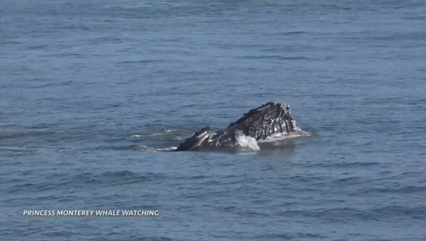 Whale Watchers Witness Humpbacks in Feeding Frenzy - Sputnik International