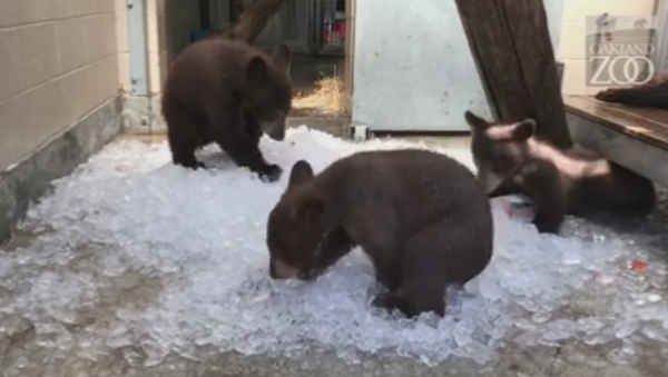 Family of Black Bears Use Ice Cubes to Dodge Cali Heat - Sputnik International