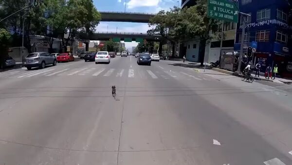 Chasing a Dog in Mexico City - Sputnik International