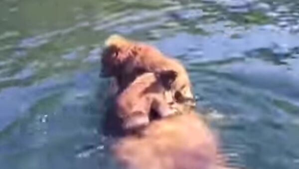 Grizzly Cubs Hitch a Ride - Sputnik International