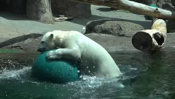 Polar bear Nora has a ball - Sputnik International