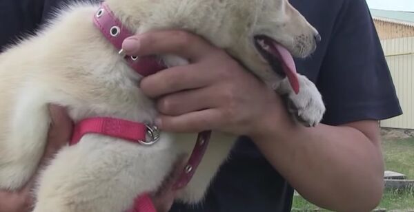 Cloning May Revive Yakutian Laika Breed - Sputnik International