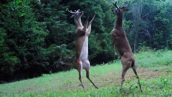 Wildlife trail cameras capture epic fight between two bucks in Tennessee - Sputnik International