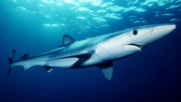 Blue shark (Prionace glauca) off southern California - Sputnik International