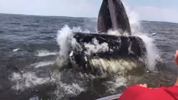 New Jersey Boaters Get Up Close, Personal With ‘Goliath’ - Sputnik International