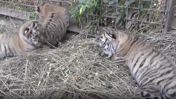 Crimea's New-Born Amur Tiger Triplets - Sputnik International