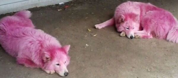 Pink dogs Pink dogs - Sputnik International