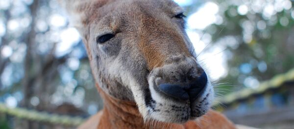 Kangaroo Kangaroo - Sputnik International