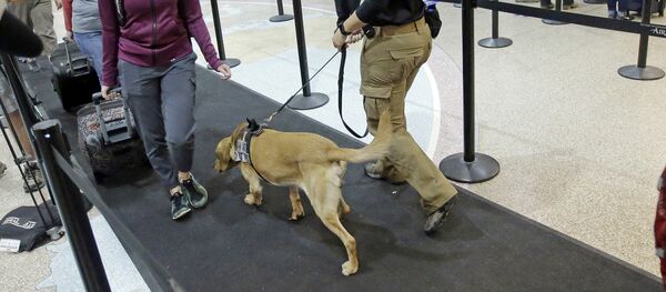 Bruce sniffs passengers while working with JoAnne Vasek, his Transportation Security Administration explosive detection canine handler at the Salt Lake City International Airport's security gate Tuesday, June 13, 2017, in Salt Lake City - Sputnik International