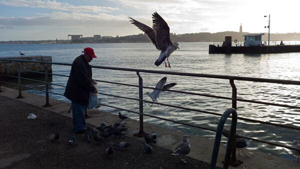 An elderly man feeds seagulls and pigeons by the Tagus river at the Cais do Sodre dock in Lisbon Tuesday, Jan. 12 2016 - Sputnik International