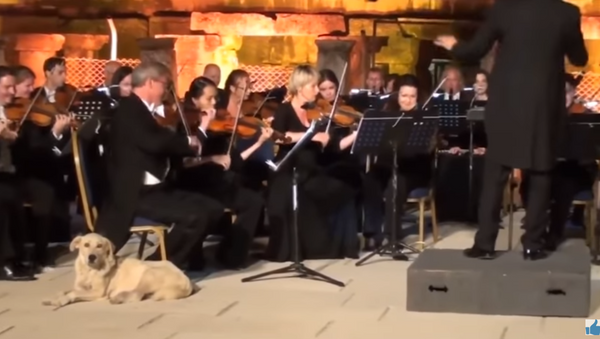 Fur-tuoso Pup Steals the Show from Vienna Orchestra - Sputnik International