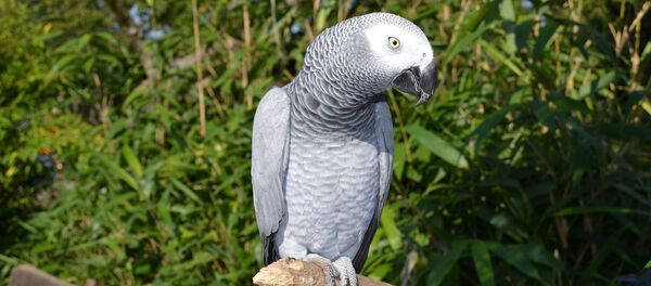 Parrot - Sputnik International