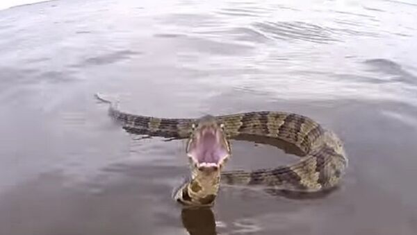 Large aquatic snake chases boat - Sputnik International