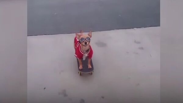Skating Chihuahua - Sputnik International