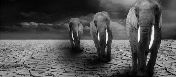 Elephants Elephants - Sputnik International