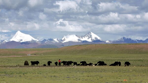 Tibetans graze their yak in the grasslands of the high Tibetan plateau in the county of Naqu, Tibet, China in this Thursday July 6, 2006 photo. - Sputnik International