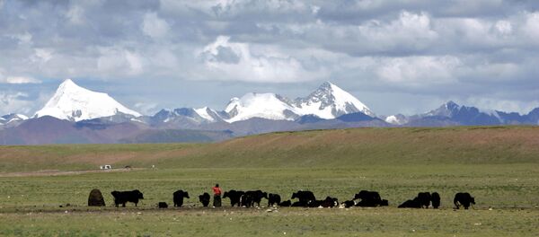Tibetans graze their yak in the grasslands of the high Tibetan plateau in the county of Naqu, Tibet, China in this Thursday July 6, 2006 photo. Tibetans graze their yak in the grasslands of the high Tibetan plateau in the county of Naqu, Tibet, China in this Thursday July 6, 2006 photo. - Sputnik International