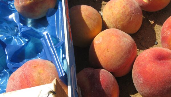 A batch of European sanction products (peaches) eliminated as part of the activities of the Federal Service for Veterinary and Phytosanitary Surveillance in the Bryansk Region - Sputnik International