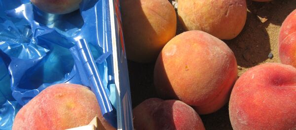 A batch of European sanction products (peaches) eliminated as part of the activities of the Federal Service for Veterinary and Phytosanitary Surveillance in the Bryansk Region A batch of European sanction products (peaches) eliminated as part of the activities of the Federal Service for Veterinary and Phytosanitary Surveillance in the Bryansk Region - Sputnik International