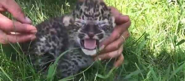 Cute Amur Leopard and Tiger Cubs in Crimean Safari Park Cute Amur Leopard and Tiger Cubs in Crimean Safari Park - Sputnik International