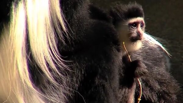 Baby Colobus Monkey Checks Out His Newly Remodeled Habitat - Sputnik International
