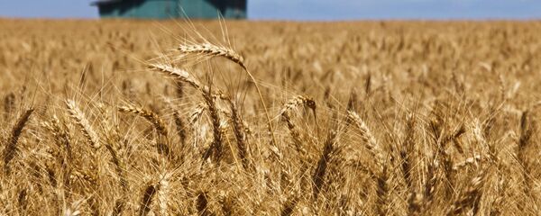 US Wheat - Sputnik International