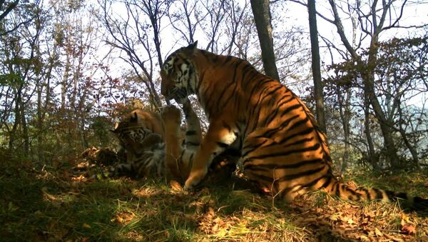 Amur tigers play in Leopard Land National Park - Sputnik International