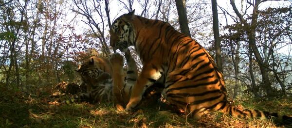 Amur tigers play in Leopard Land National Park Amur tigers play in Leopard Land National Park - Sputnik International