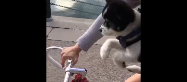 Pupper going for a ride - Sputnik International