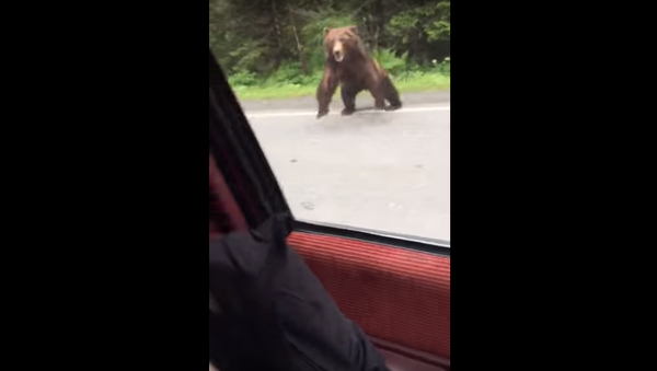 Disgruntled Bear Charges Car in Alaska - Sputnik International