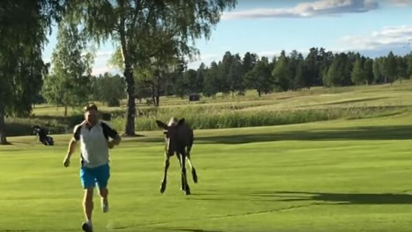 Moose on Sweden golf course - Sputnik International