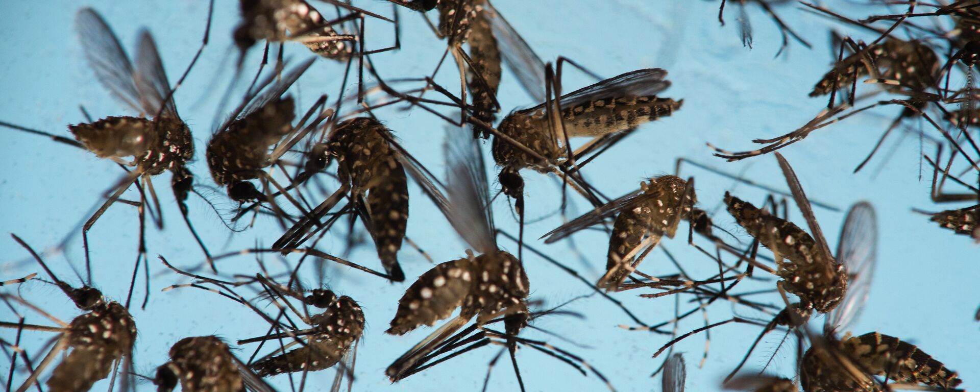 In this Sept. 29, 2016 photo, Aedes aegypti mosquitoes, responsible for transmitting Zika, sit in a petri dish at the Fiocruz Institute in Recife, Brazil.  - Sputnik International, 1920, 06.05.2024