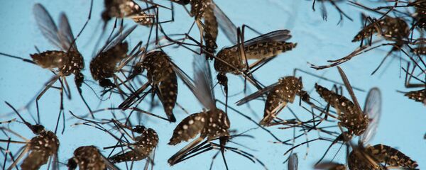 In this Sept. 29, 2016 photo, Aedes aegypti mosquitoes, responsible for transmitting Zika, sit in a petri dish at the Fiocruz Institute in Recife, Brazil. - Sputnik International