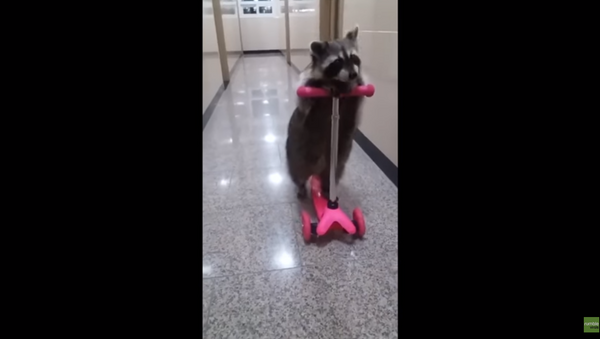 Talented Raccoon Learns to Ride Scooter - Sputnik International