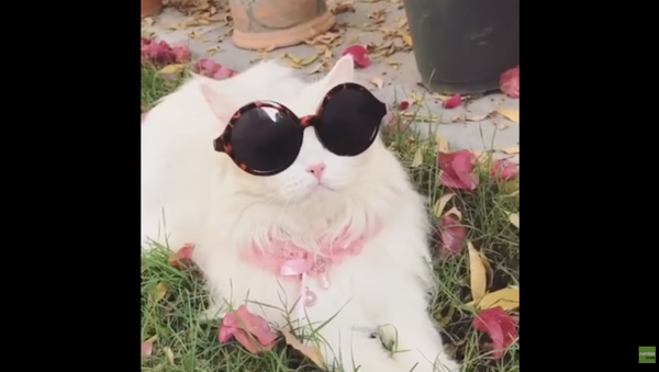 Fergalicious Kitty Reveals Inner Sassy Cat - Sputnik International