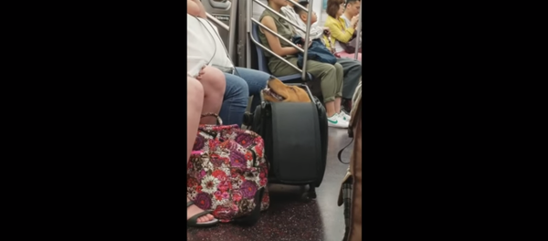 Commuter Catches Grinning Doggo Riding NY Subway in Suitcase - Sputnik International