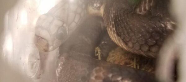 Snakes seized at JFK airport by US Customs and Border Protection. - Sputnik International