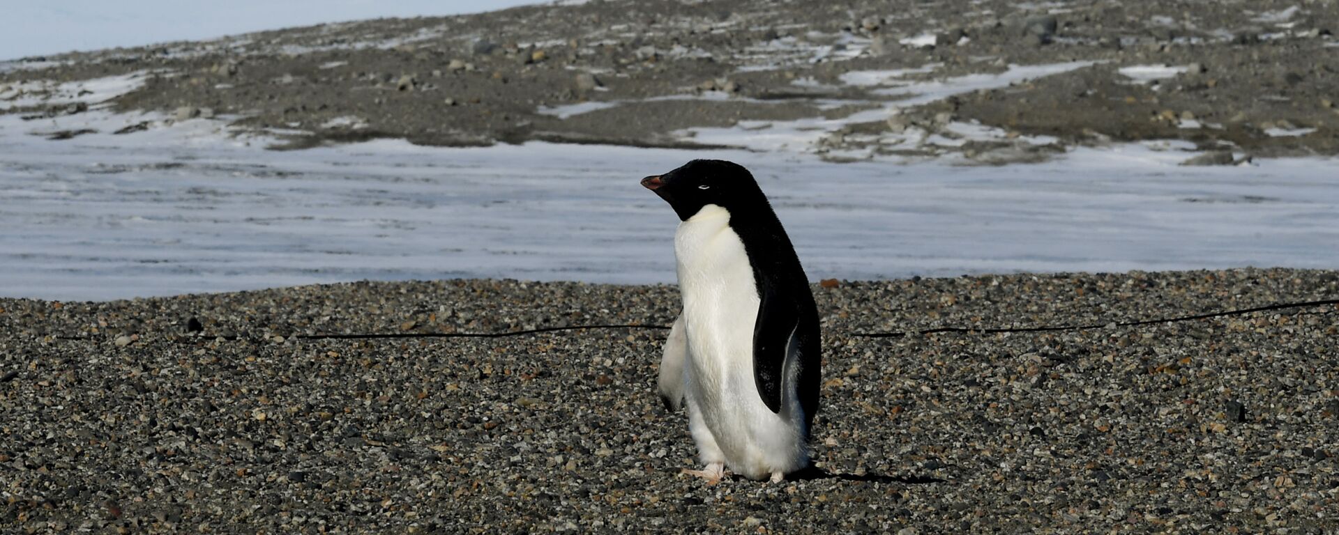 Пингвин Адели рядом с исследовательской станцией New Harbor в Антарктике - Sputnik International, 1920, 08.02.2023