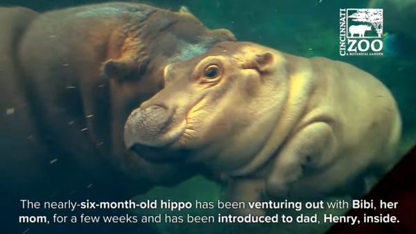 Baby Hippo Fiona Together with Mom and Dad - Cincinnati Zoo - Sputnik International
